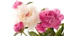 Peony